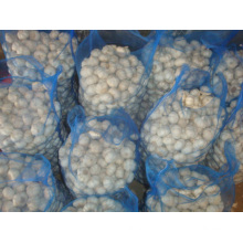 Loose packing Pure white garlic 10kg mesh bag